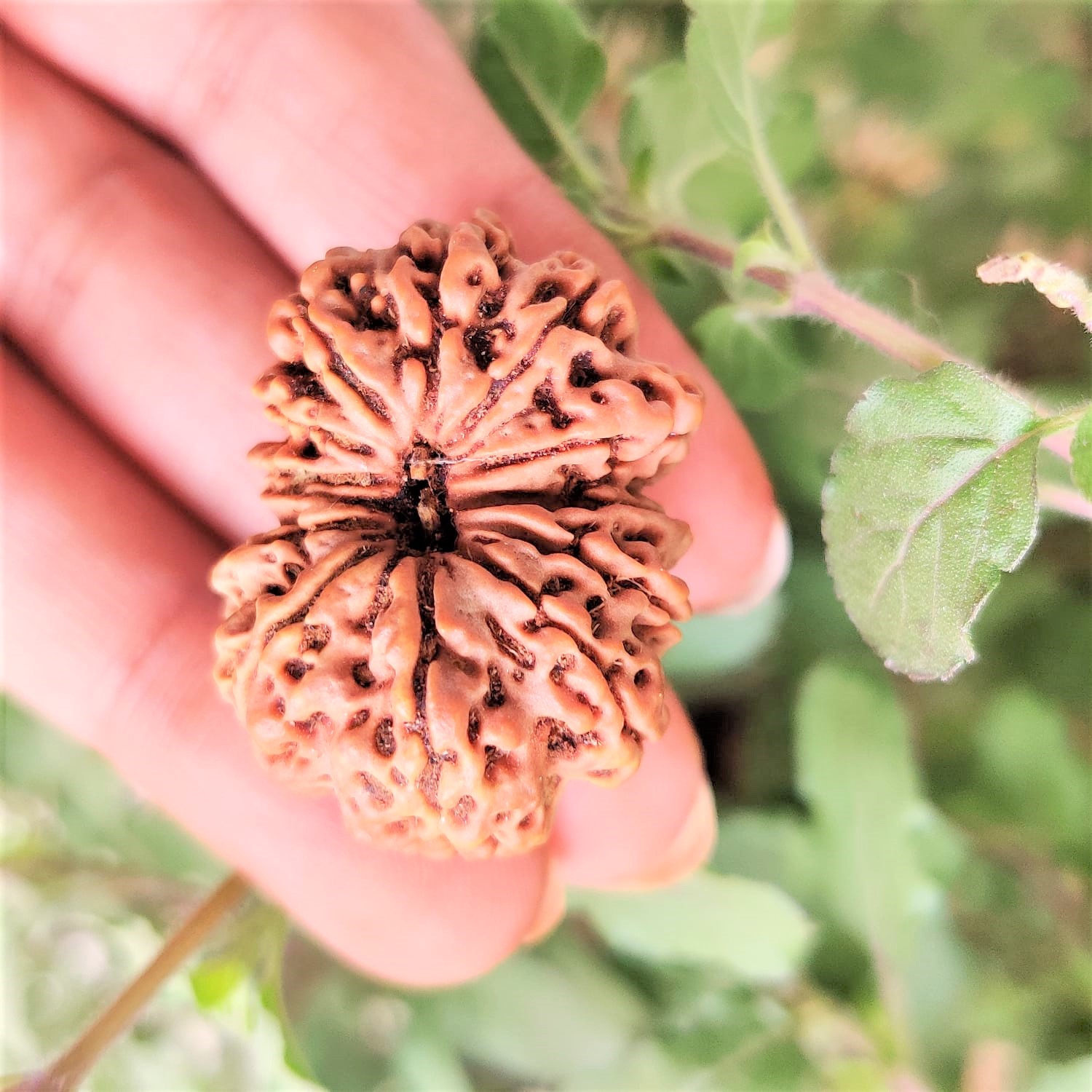 Natural 13 Mukhi Collector Rudraksh