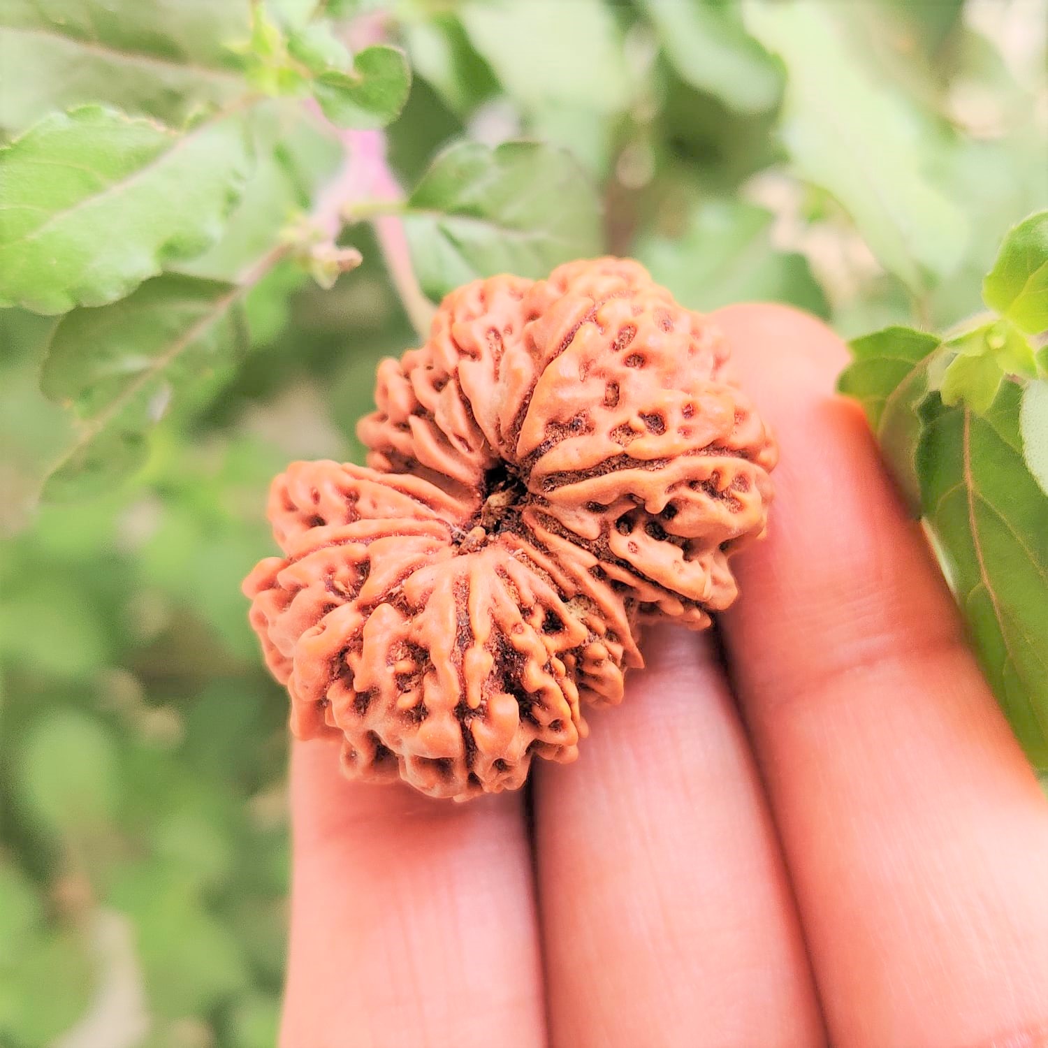 Natural 13 Mukhi Collector Rudraksh