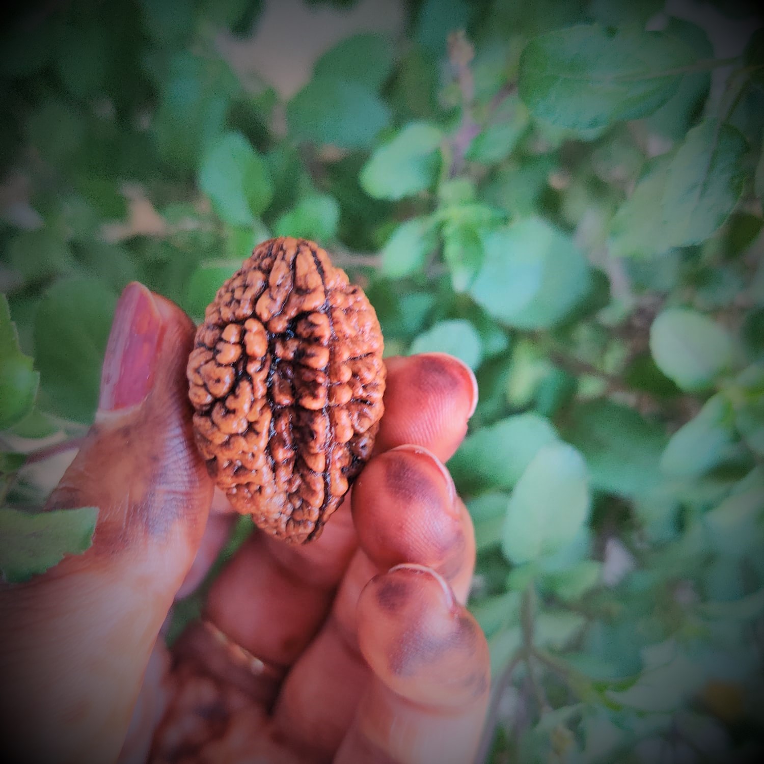Natural 2 Mukhi Rudraksh Indian