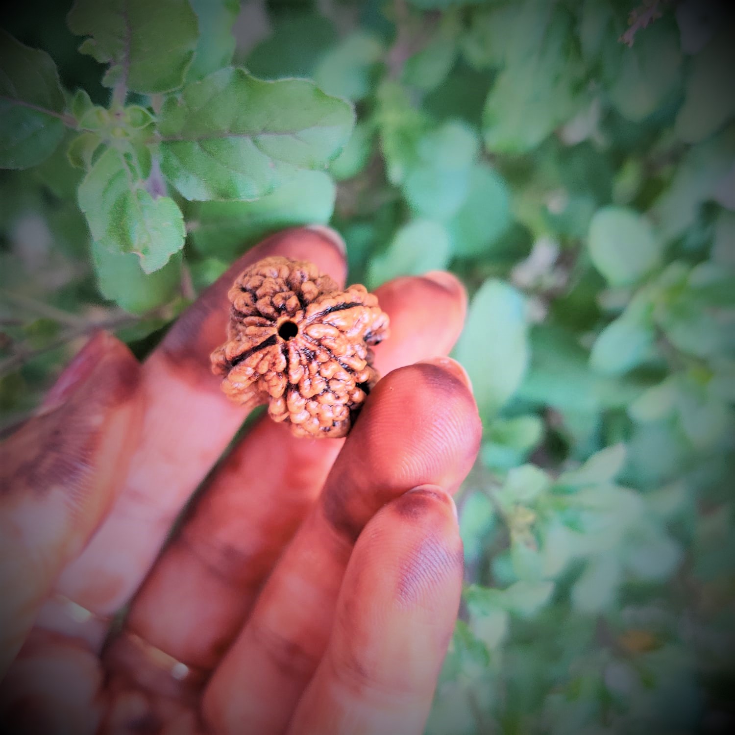 Natural 2 Mukhi Rudraksh Indian