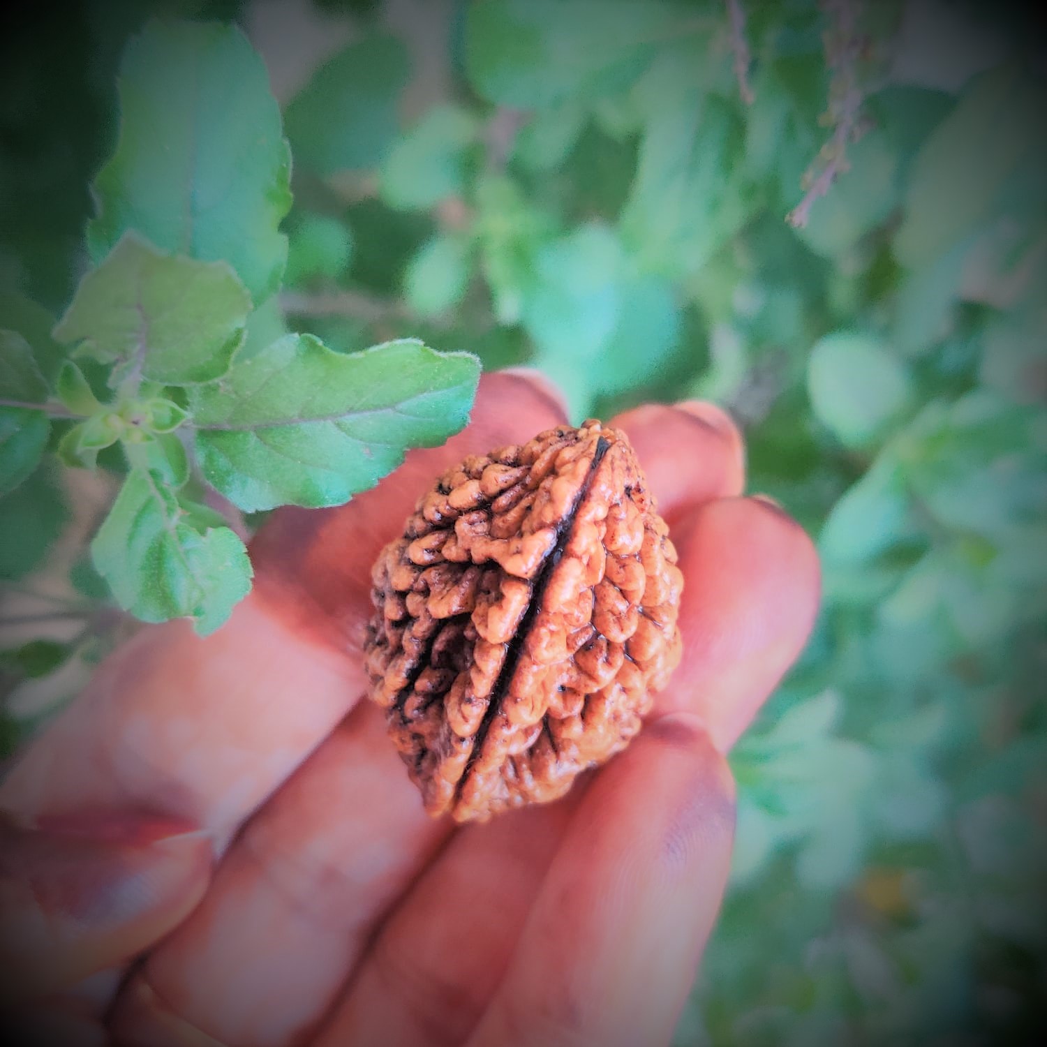 Natural 2 Mukhi Rudraksh Indian
