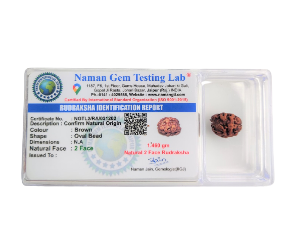 Natural 2 Mukhi Rudraksh Nepali