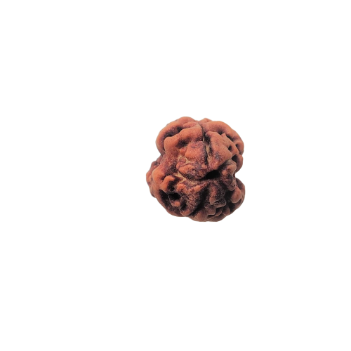 Natural 2 Mukhi Rudraksh Nepali