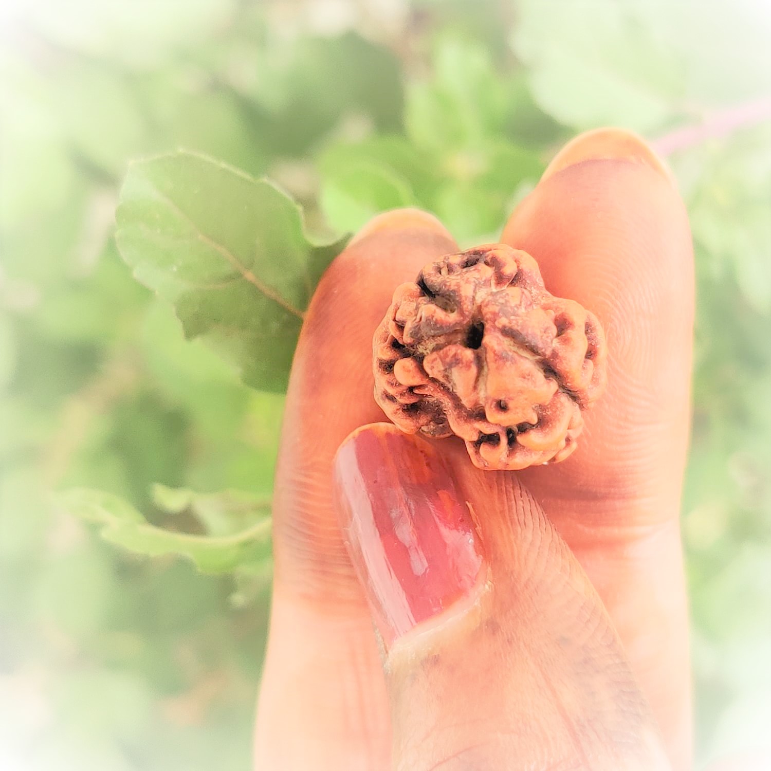 Natural 2 Mukhi Rudraksh Nepali