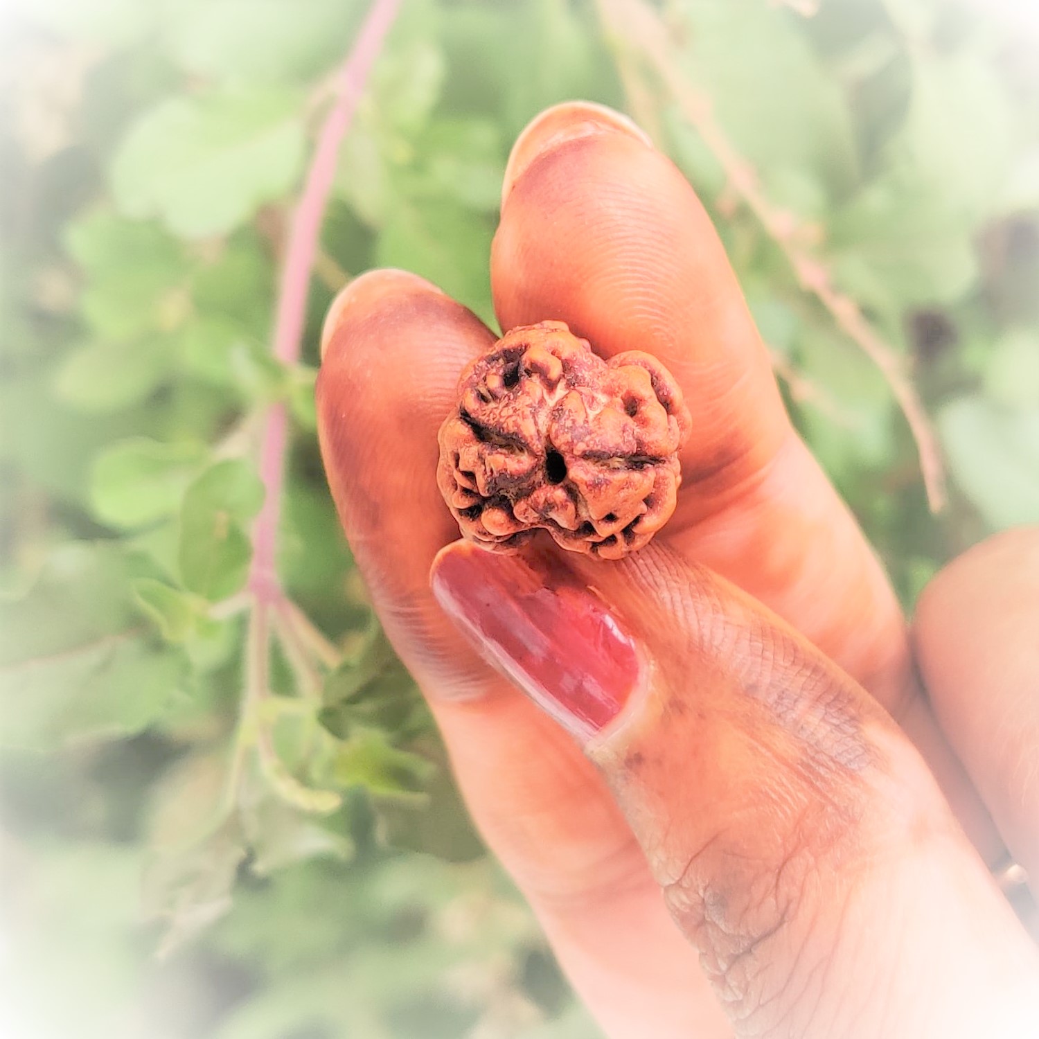Natural 2 Mukhi Rudraksh Nepali