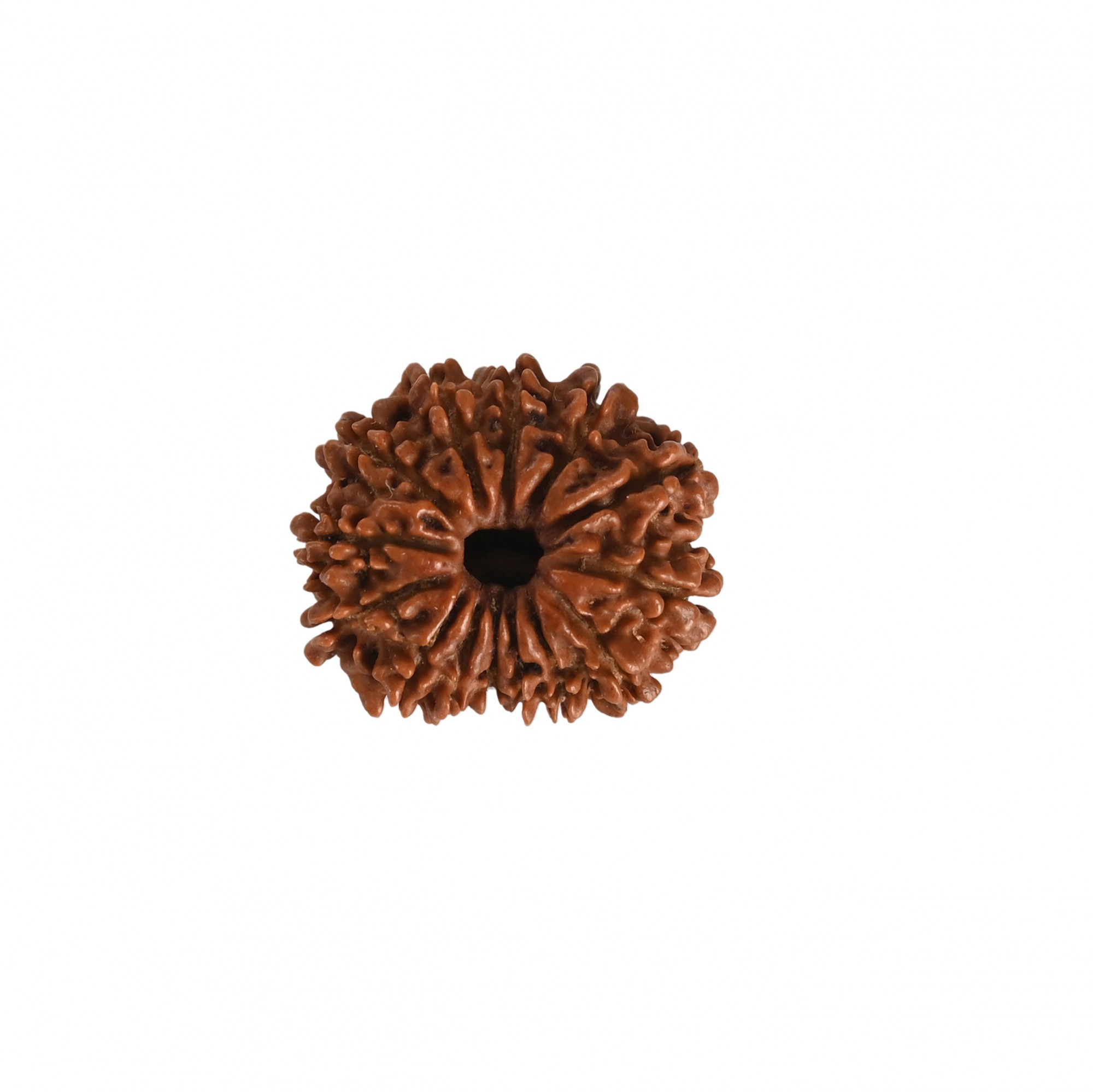 Natural 14 Mukhi Rudraksh Nepali