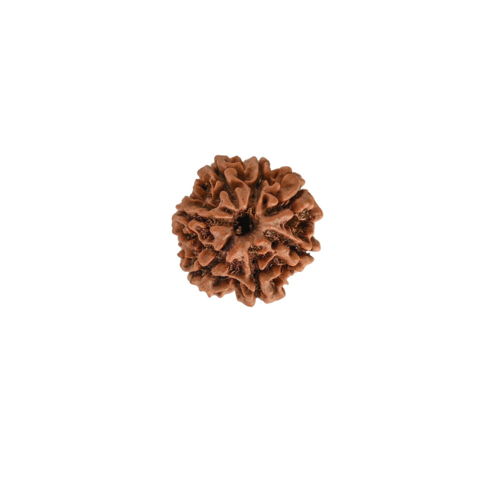 Image of Natural 7 Mukhi Rudraksh (Nepali)