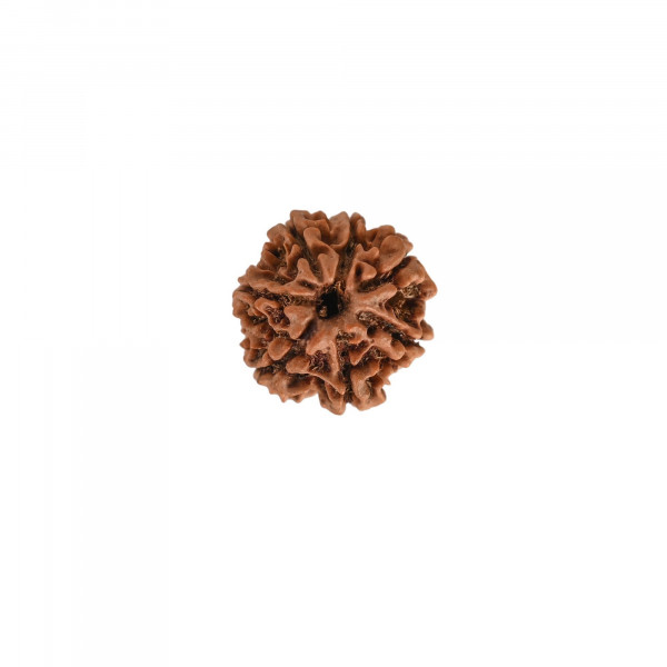Image of Natural 7 Mukhi Rudraksh (Nepali)