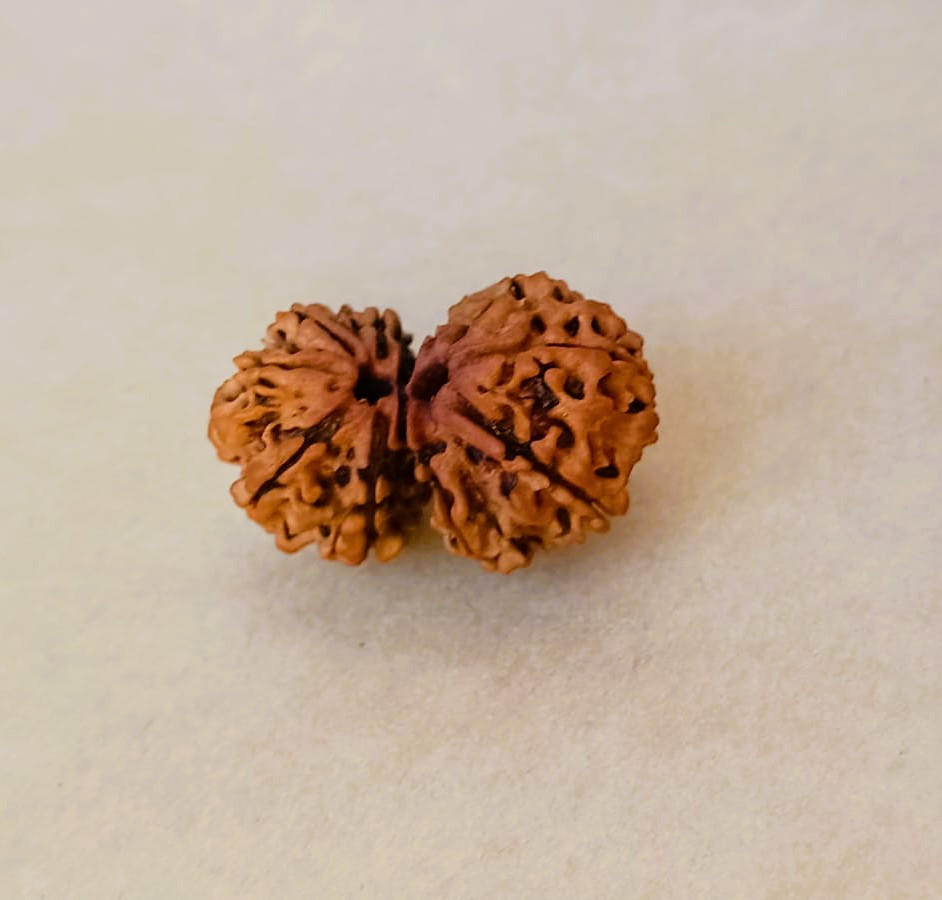 Natural Gauri Shankar Collector Rudraksh Nepali