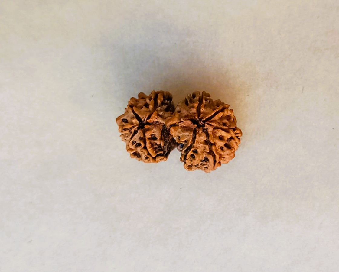 Natural Gauri Shankar Collector Rudraksh Nepali