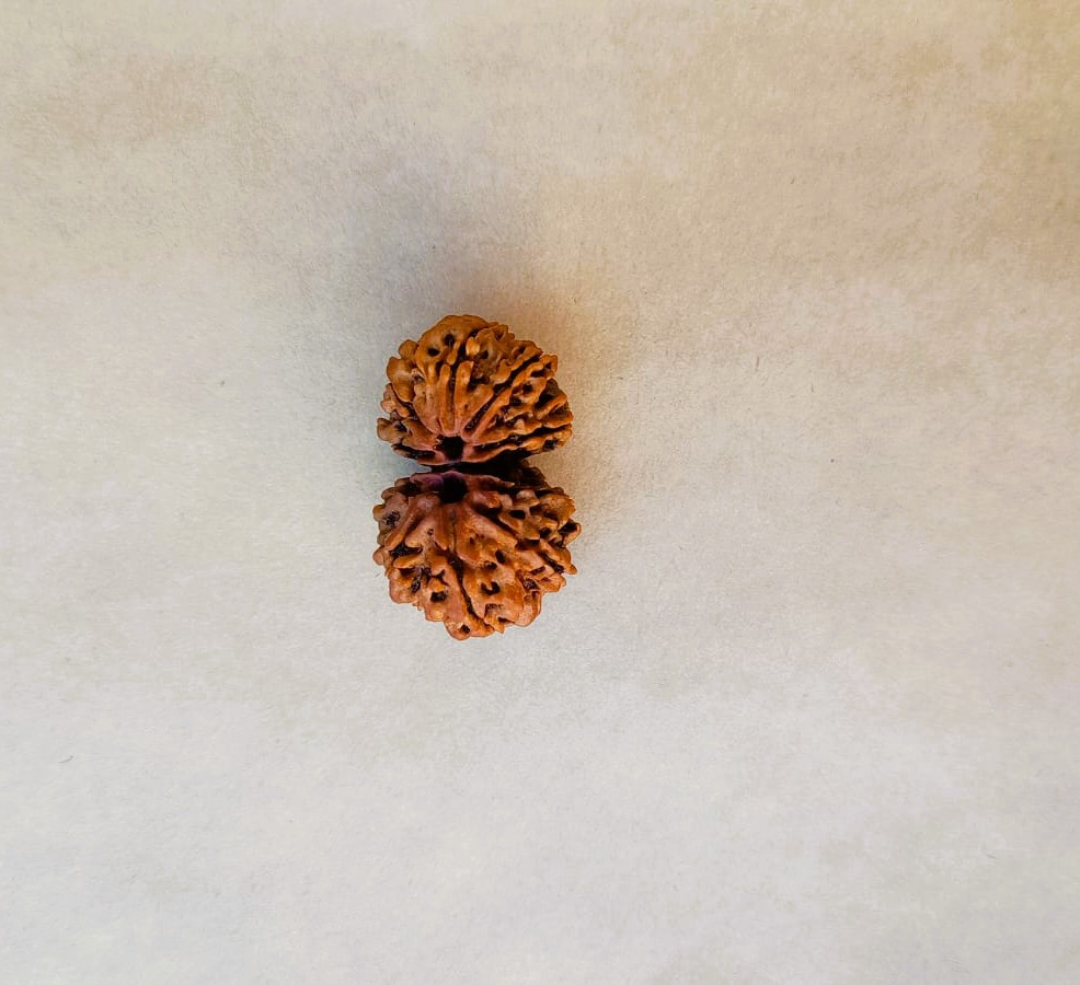 Natural Gauri Shankar Collector Rudraksh Nepali