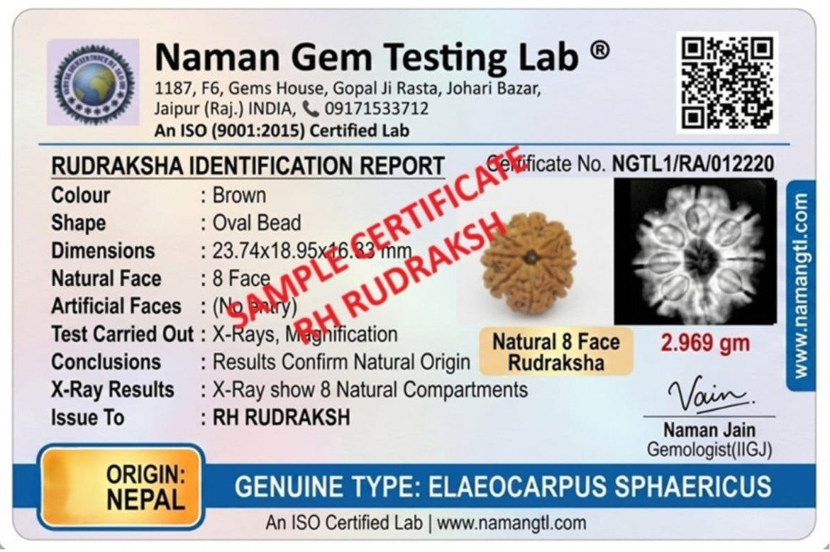 Natural 12 Mukhi Rudraksh Nepali