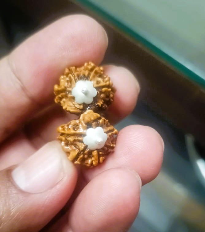 Natural Gauri Shankar Collector Rudraksh Nepali