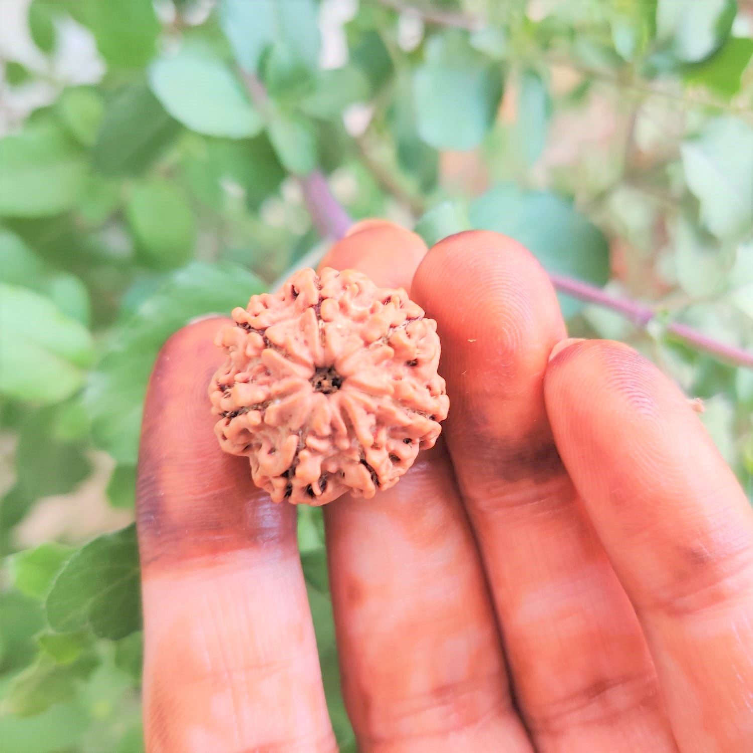 Natural 7 Mukhi Rudraksh Nepali