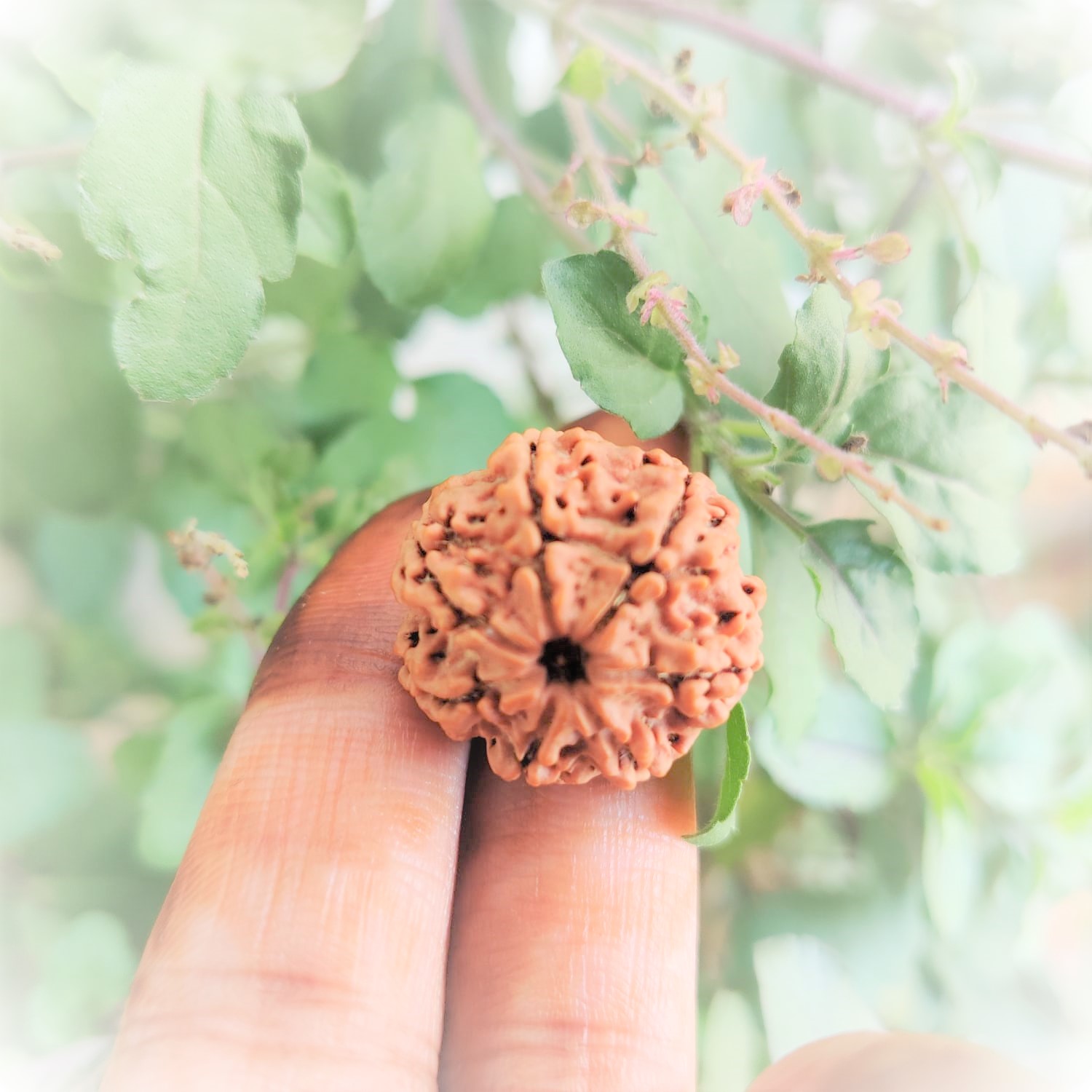 Natural 7 Mukhi Rudraksh Nepali