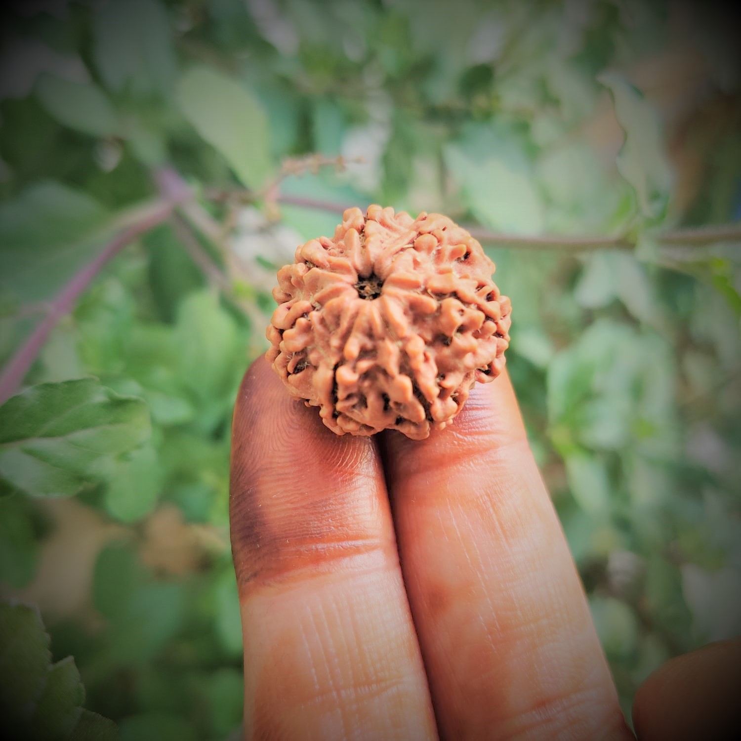 Natural 7 Mukhi Rudraksh Nepali