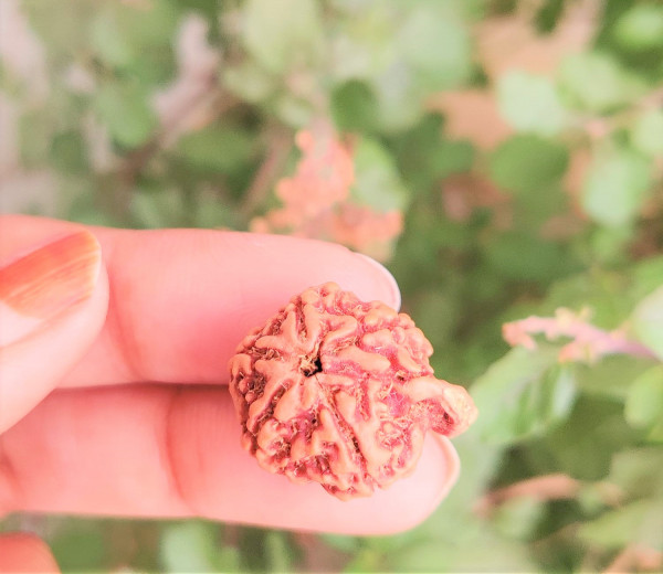 Image of Natural Ganesh Mukhi Rudraksh (Nepali)