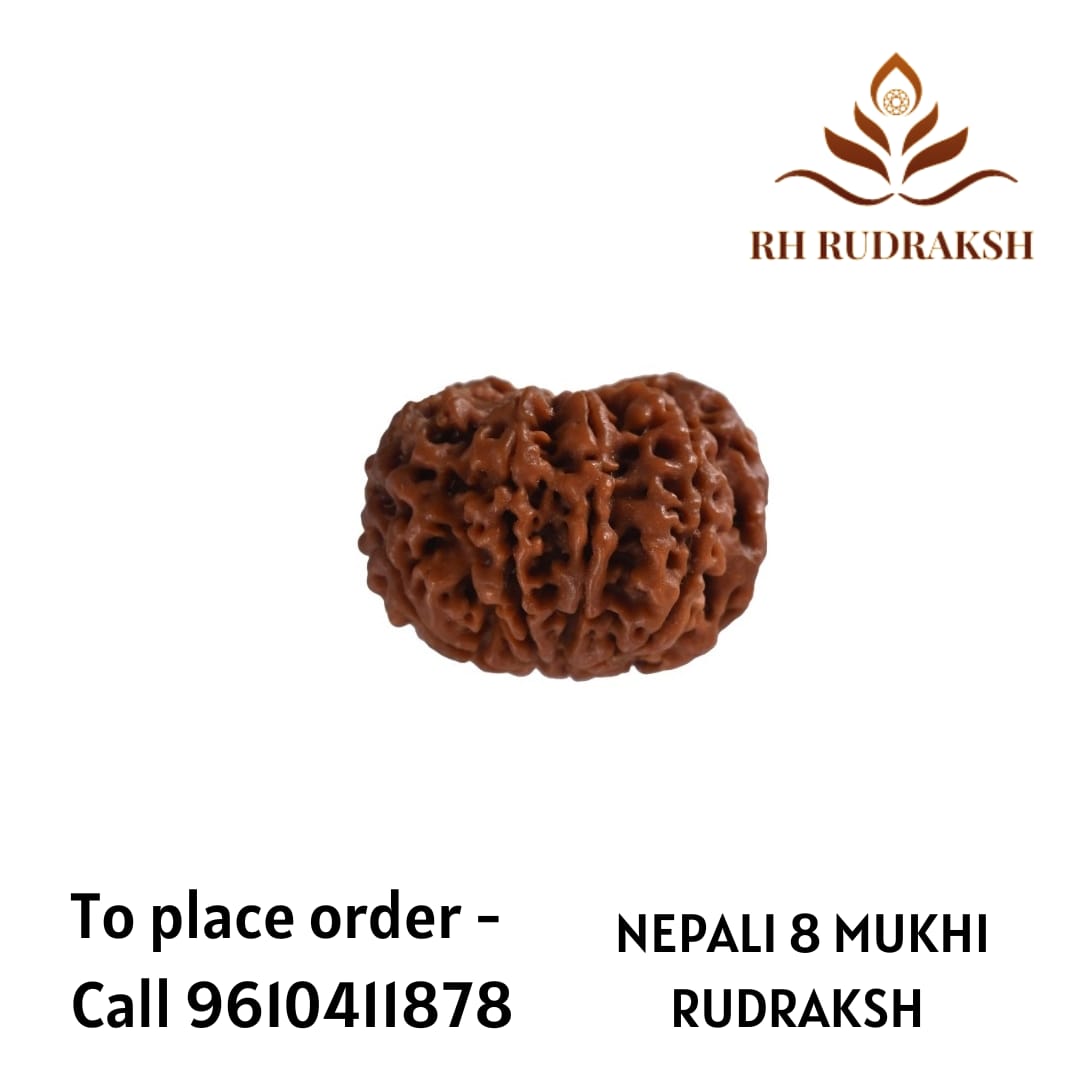 Natural 8 Mukhi Collector Rudraksh Nepali