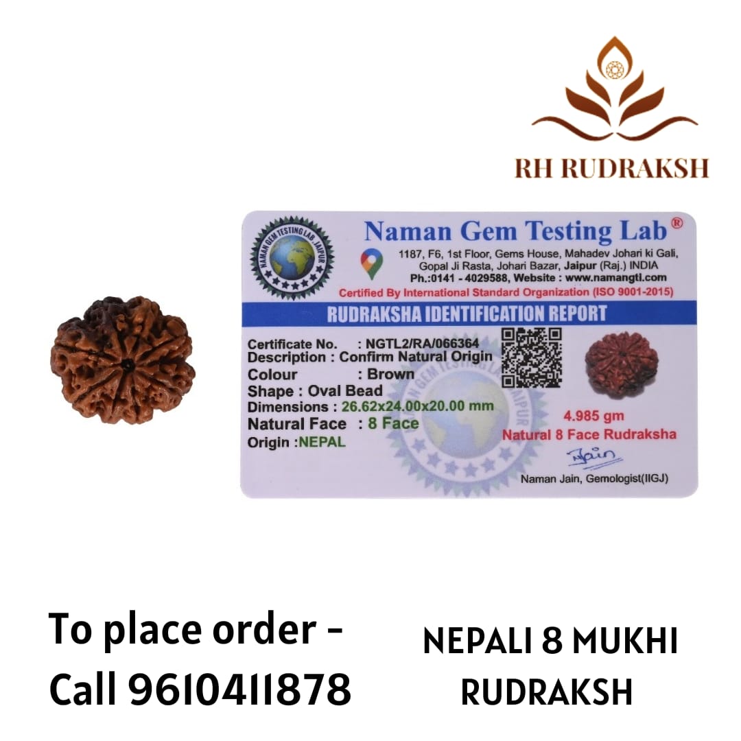 Natural 8 Mukhi Collector Rudraksh Nepali
