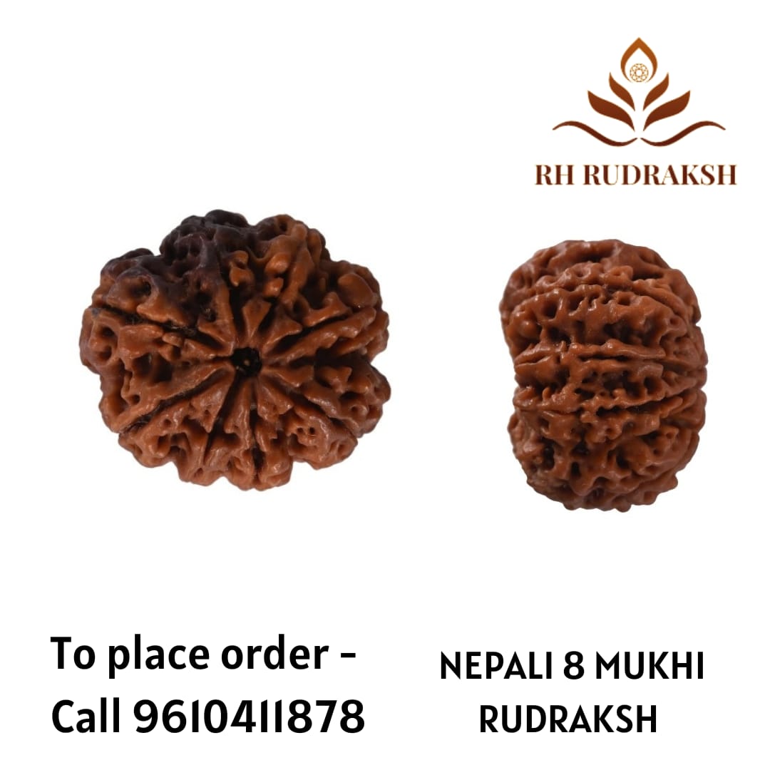 Natural 8 Mukhi Collector Rudraksh Nepali