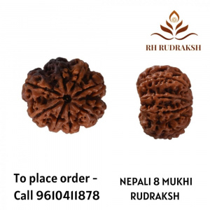 Image of Natural 8 Mukhi Collector Rudraksh (Nepali)