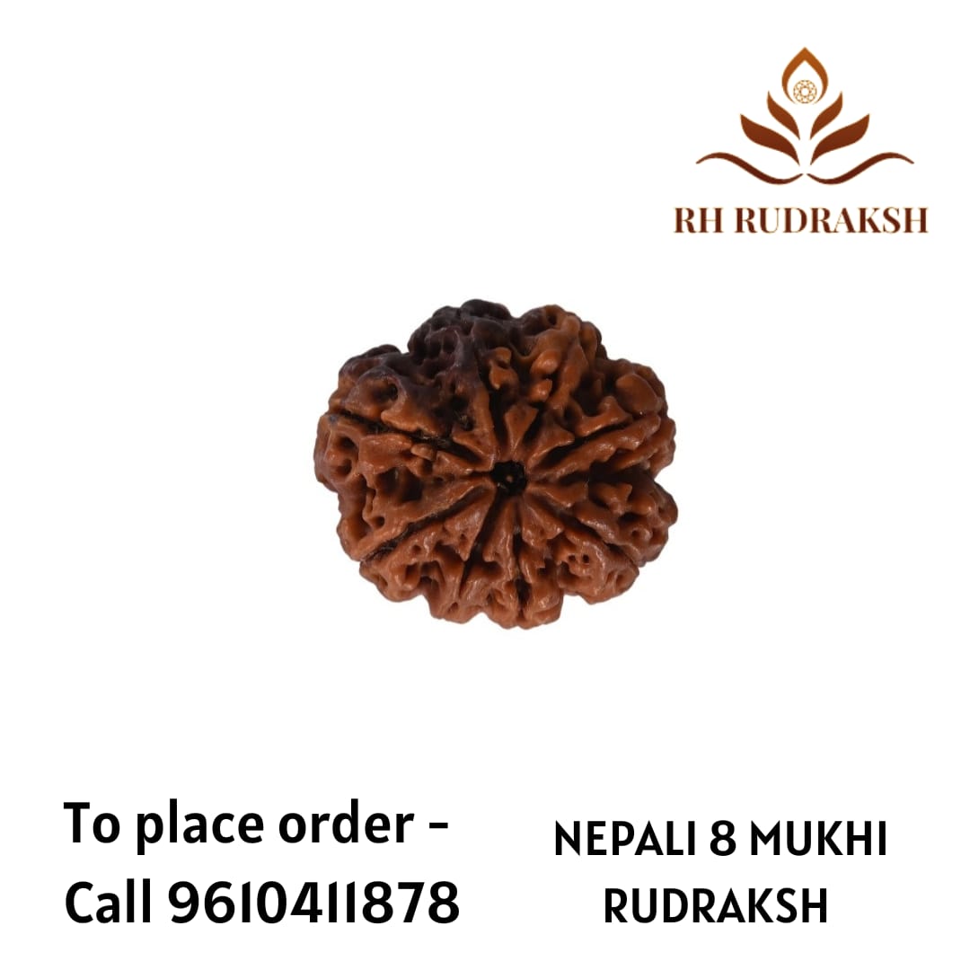 Natural 8 Mukhi Collector Rudraksh Nepali