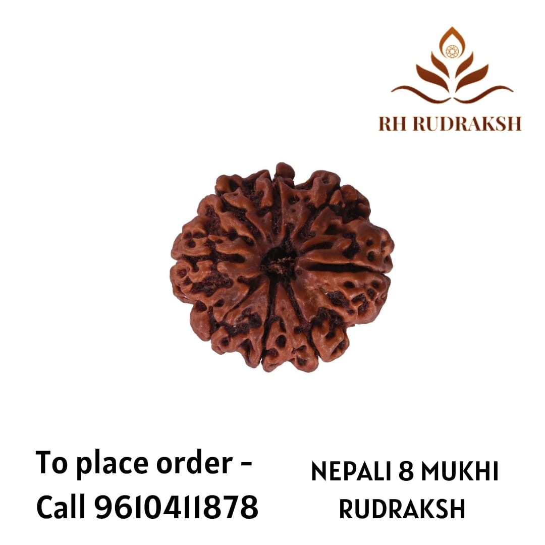 Natural 8 Mukhi Collector Rudraksh Nepali