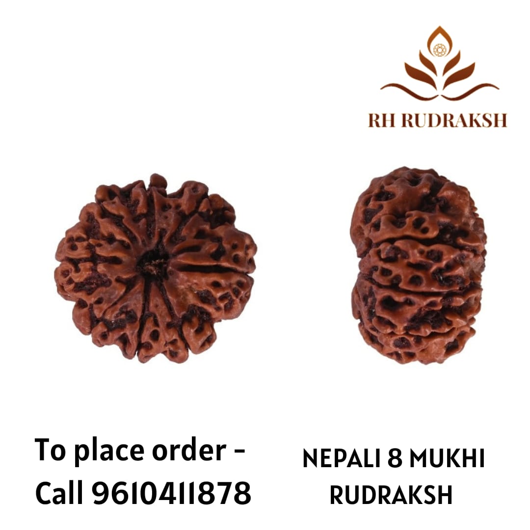 Natural 8 Mukhi Collector Rudraksh Nepali