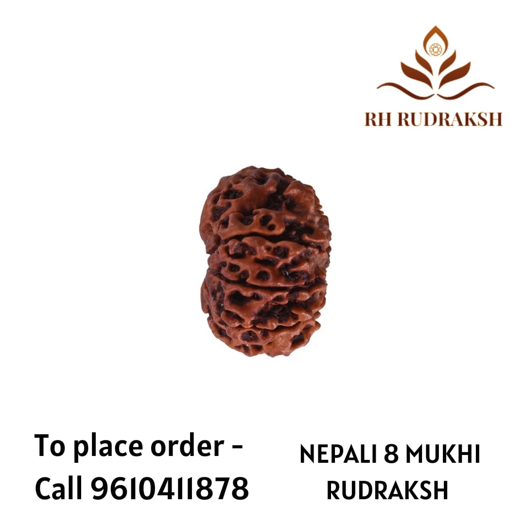 Natural 8 Mukhi Collector Rudraksh Nepali