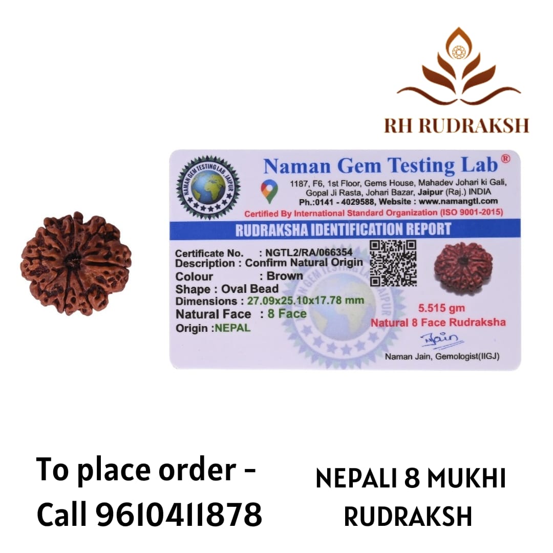 Natural 8 Mukhi Collector Rudraksh Nepali