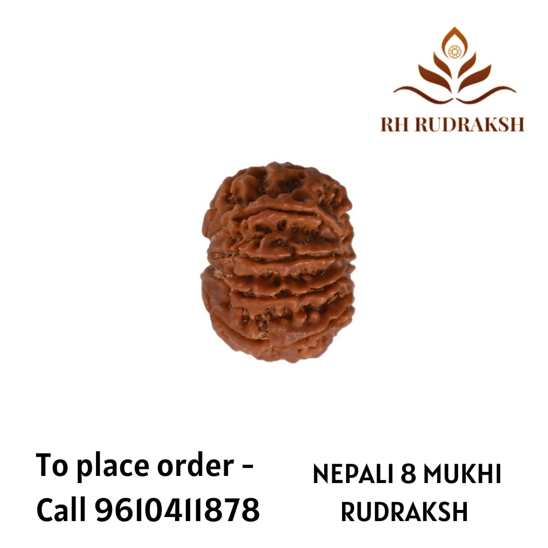 Natural 8 Mukhi Collector Rudraksh Nepali