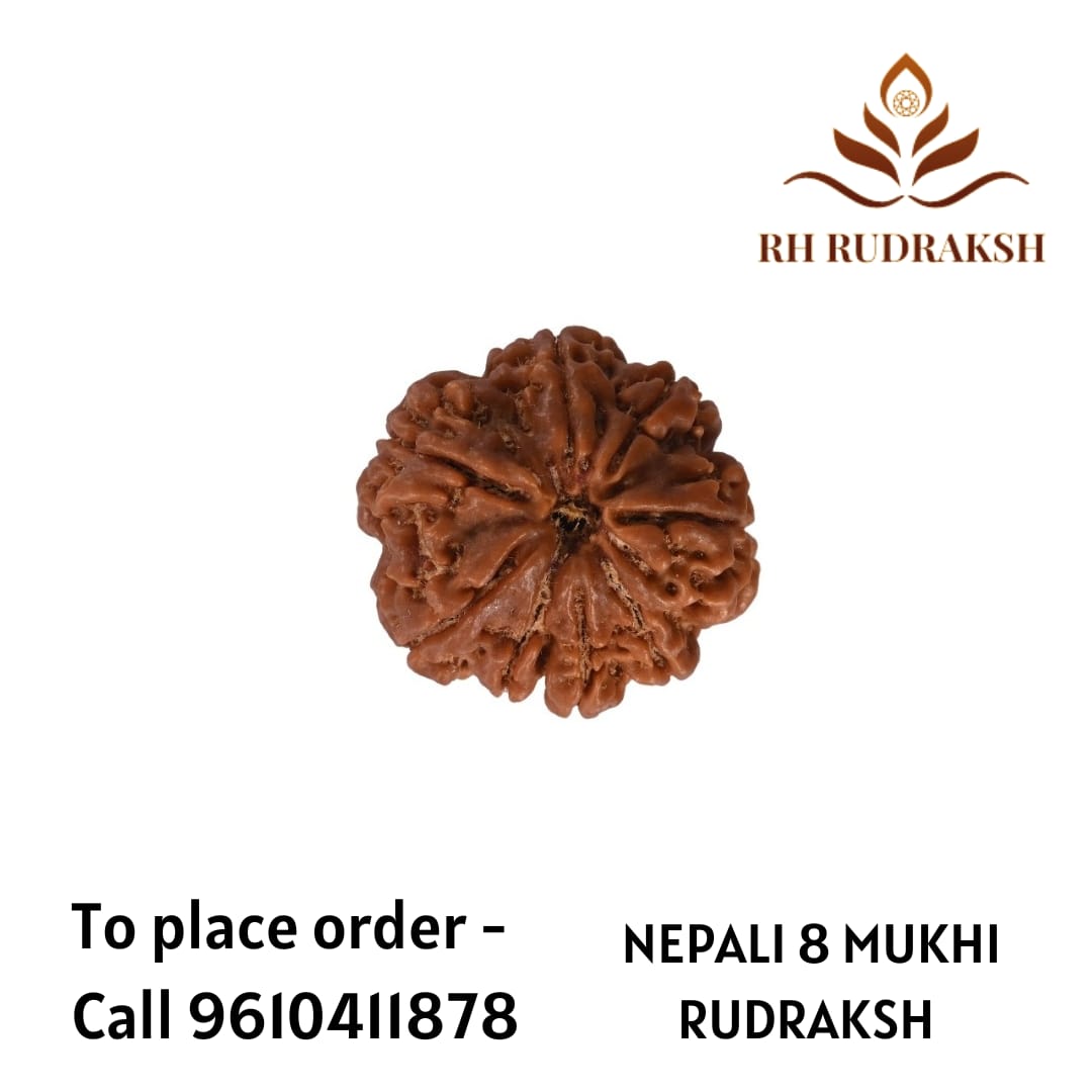 Natural 8 Mukhi Collector Rudraksh Nepali