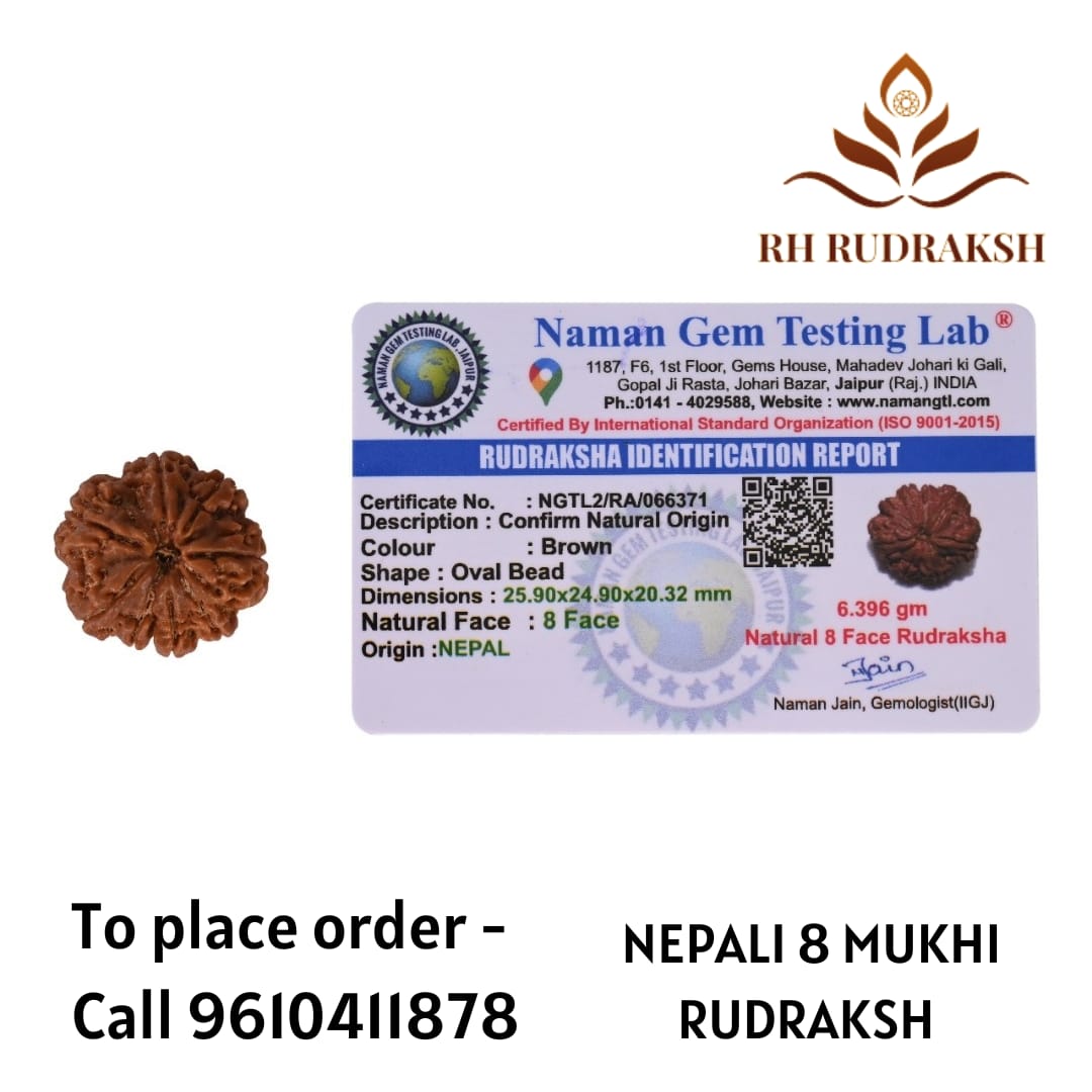 Natural 8 Mukhi Collector Rudraksh Nepali