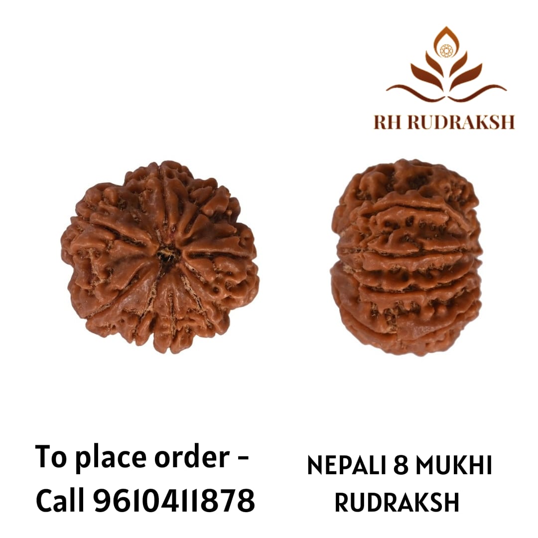 Natural 8 Mukhi Collector Rudraksh Nepali