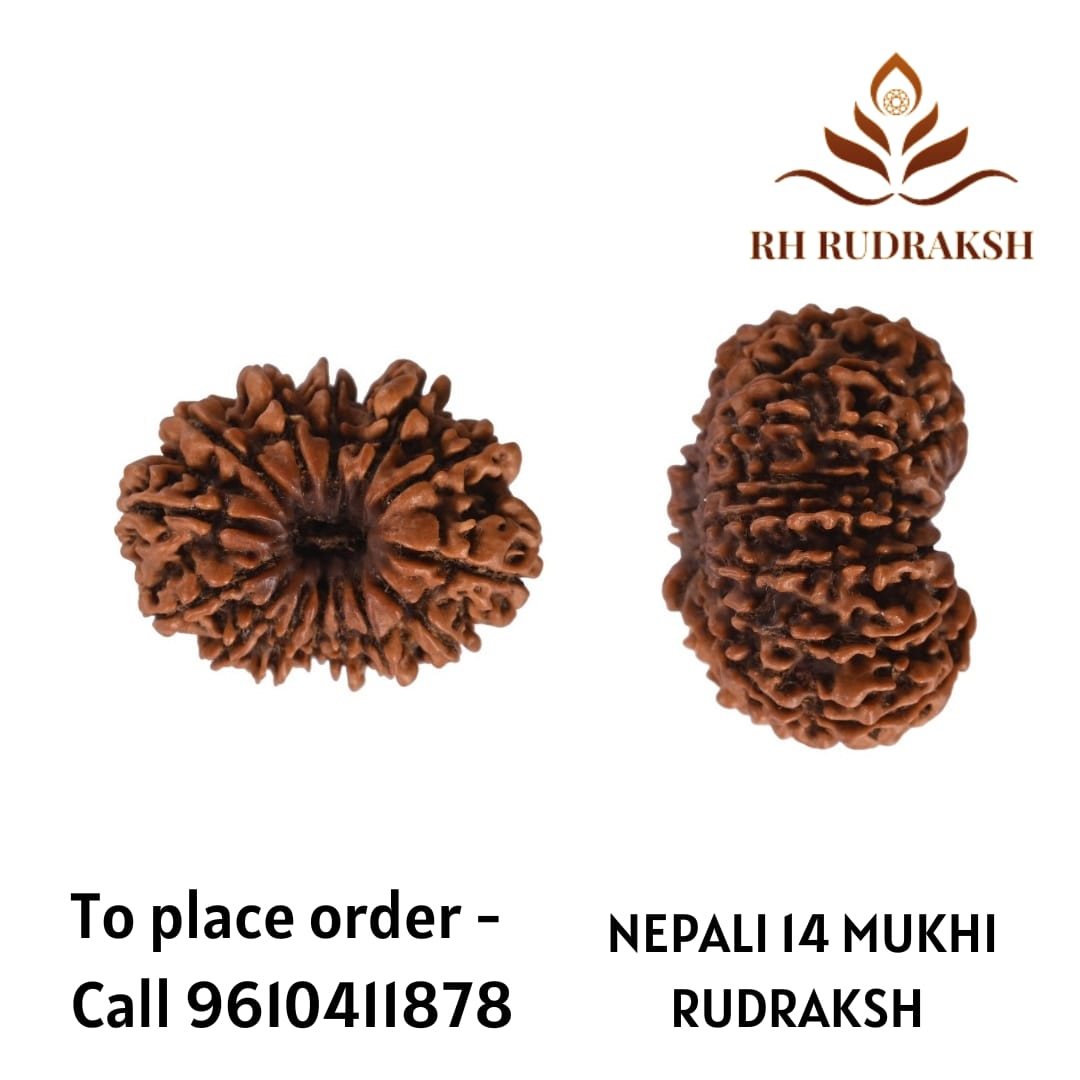 Natural 14 Mukhi Collector Rudraksh Nepali
