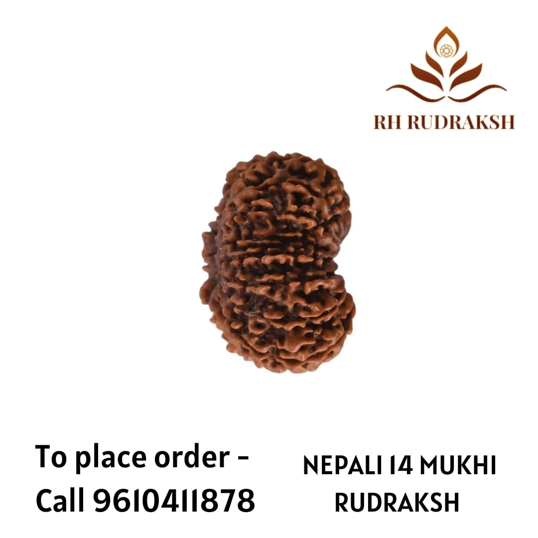 Natural 14 Mukhi Collector Rudraksh Nepali