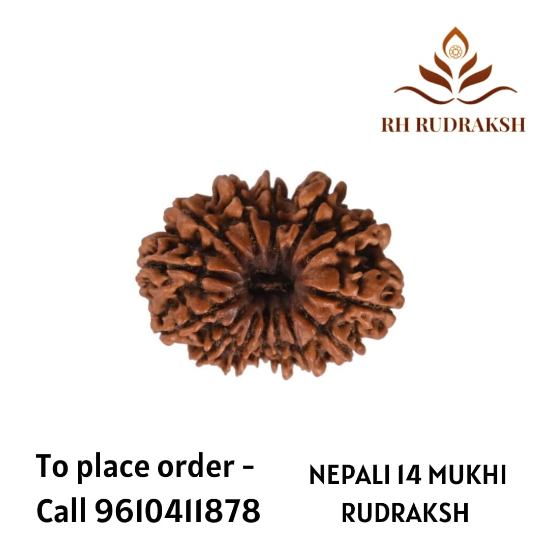 Natural 14 Mukhi Collector Rudraksh Nepali