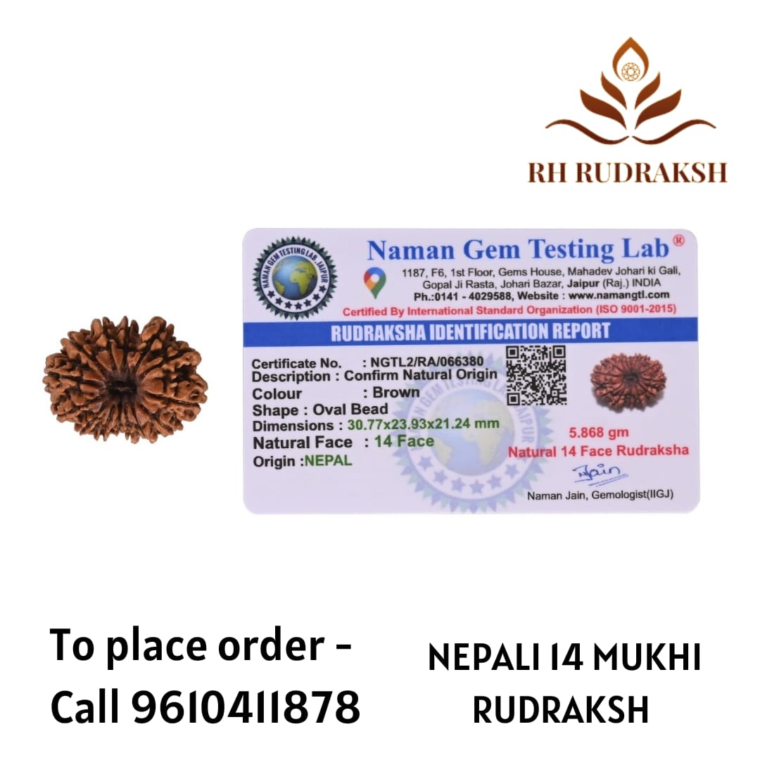 Natural 14 Mukhi Collector Rudraksh Nepali