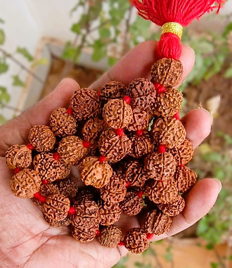 7 Mukhi Nepali Rudraksh Mala Size-15 - 16MM Approx  541 Beads