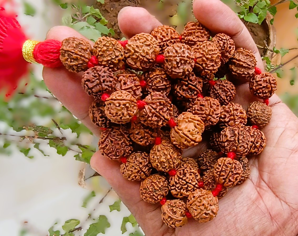 7 Mukhi Nepali Rudraksh Mala Size-15 - 16MM Approx 541 Beads