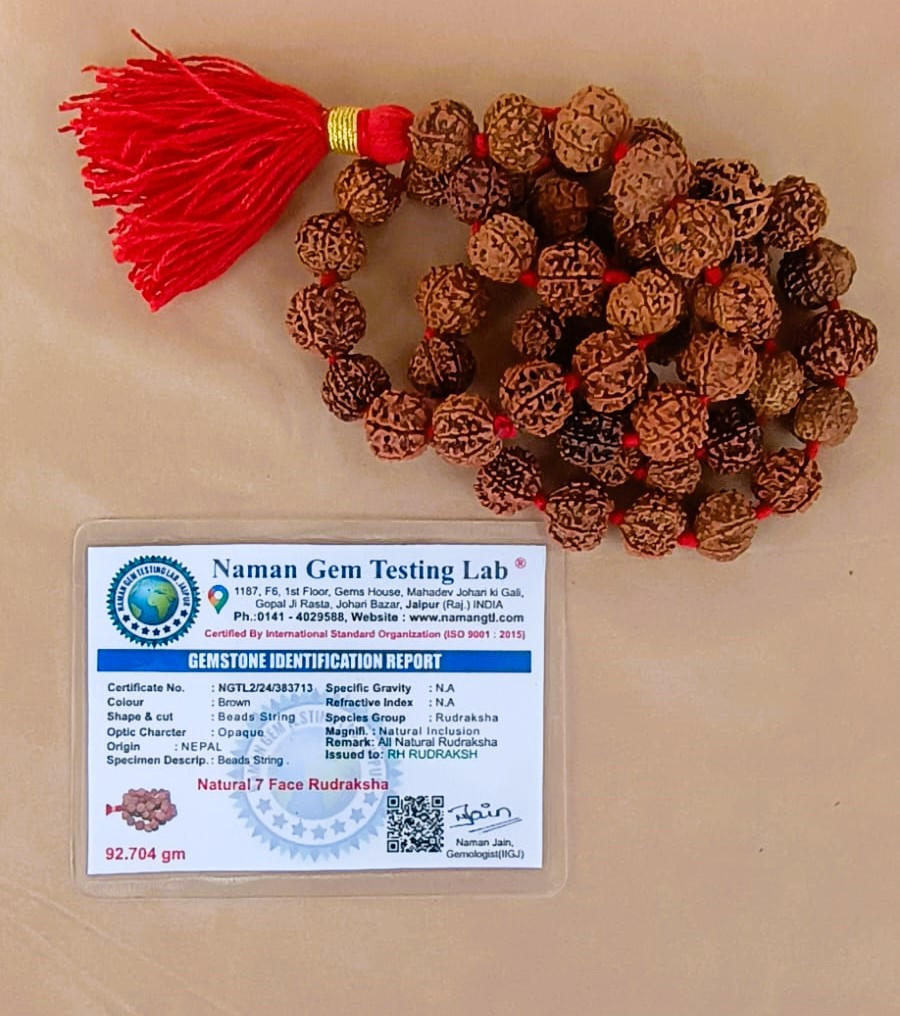 7 Mukhi Nepali Rudraksh Mala Size-15 - 16MM Approx  541 Beads