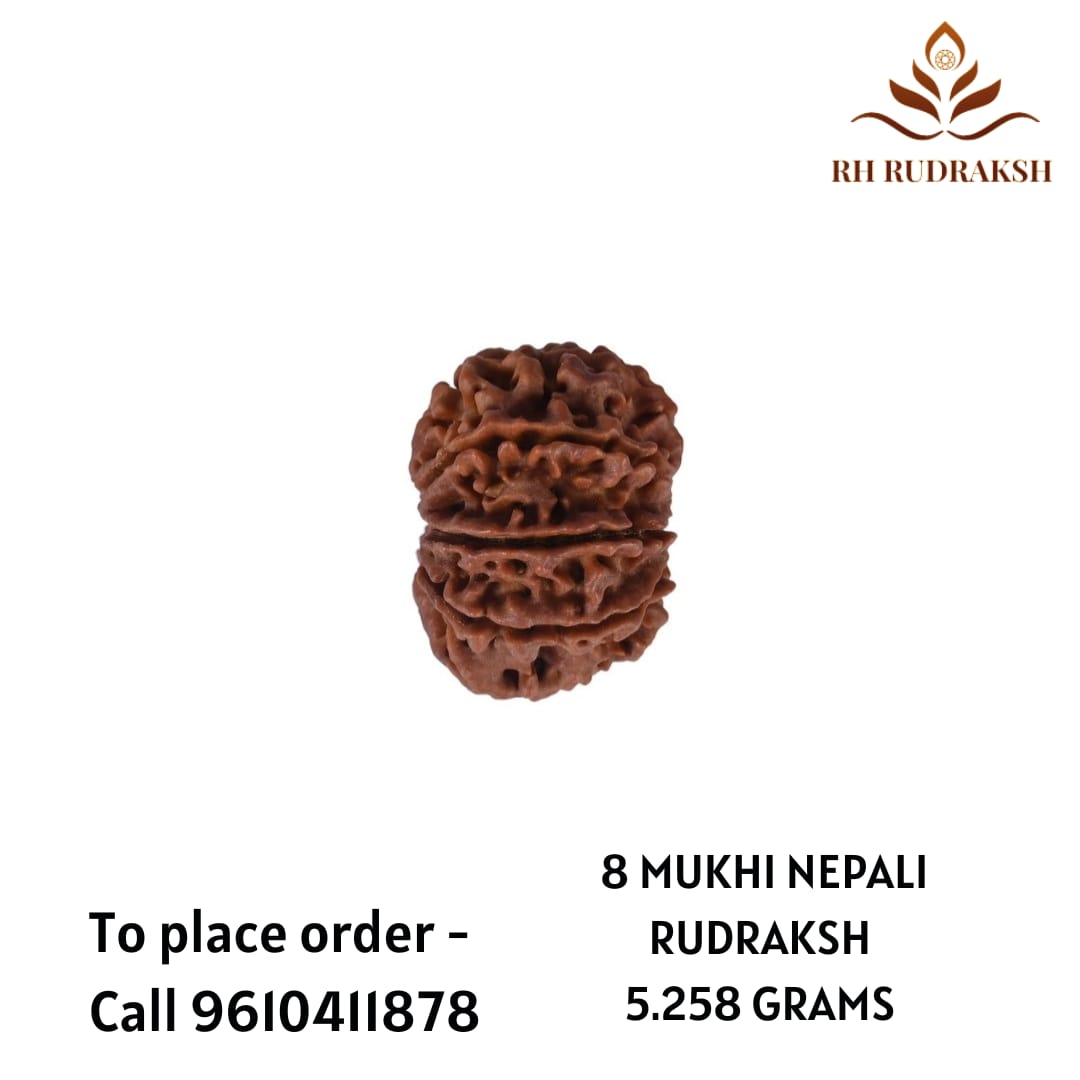 Natural 8 Mukhi Collector Rudraksh Nepali