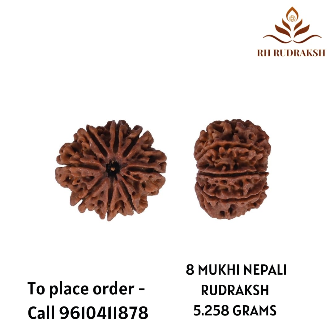 Natural 8 Mukhi Collector Rudraksh Nepali