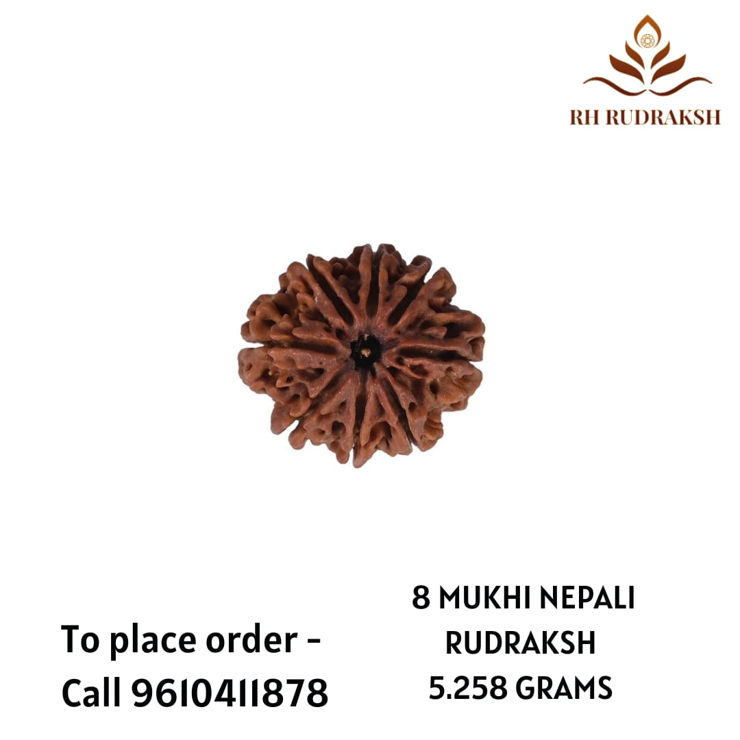 Natural 8 Mukhi Collector Rudraksh Nepali