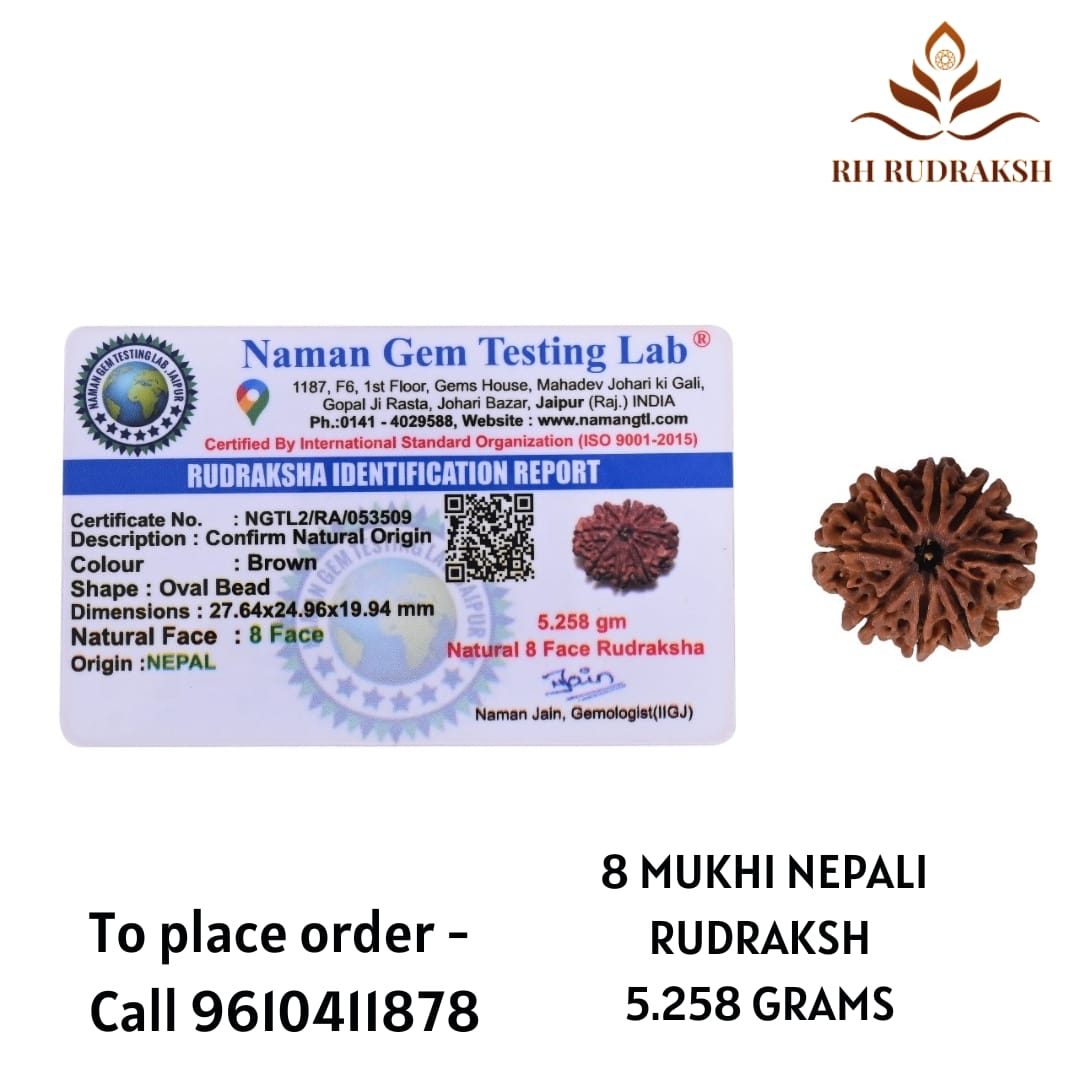 Natural 8 Mukhi Collector Rudraksh Nepali