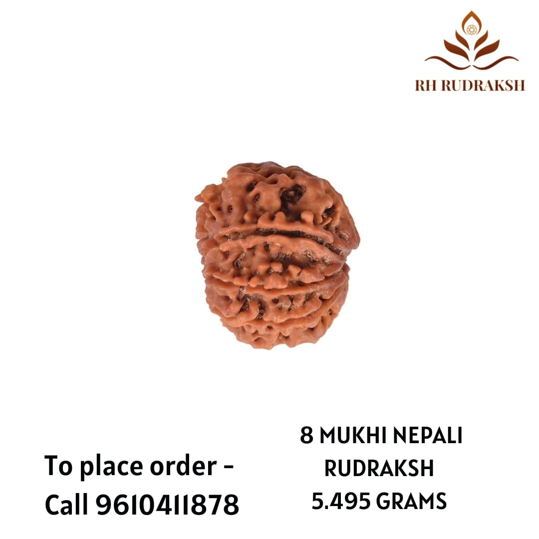 Natural 8 Mukhi Collector Rudraksh Nepali