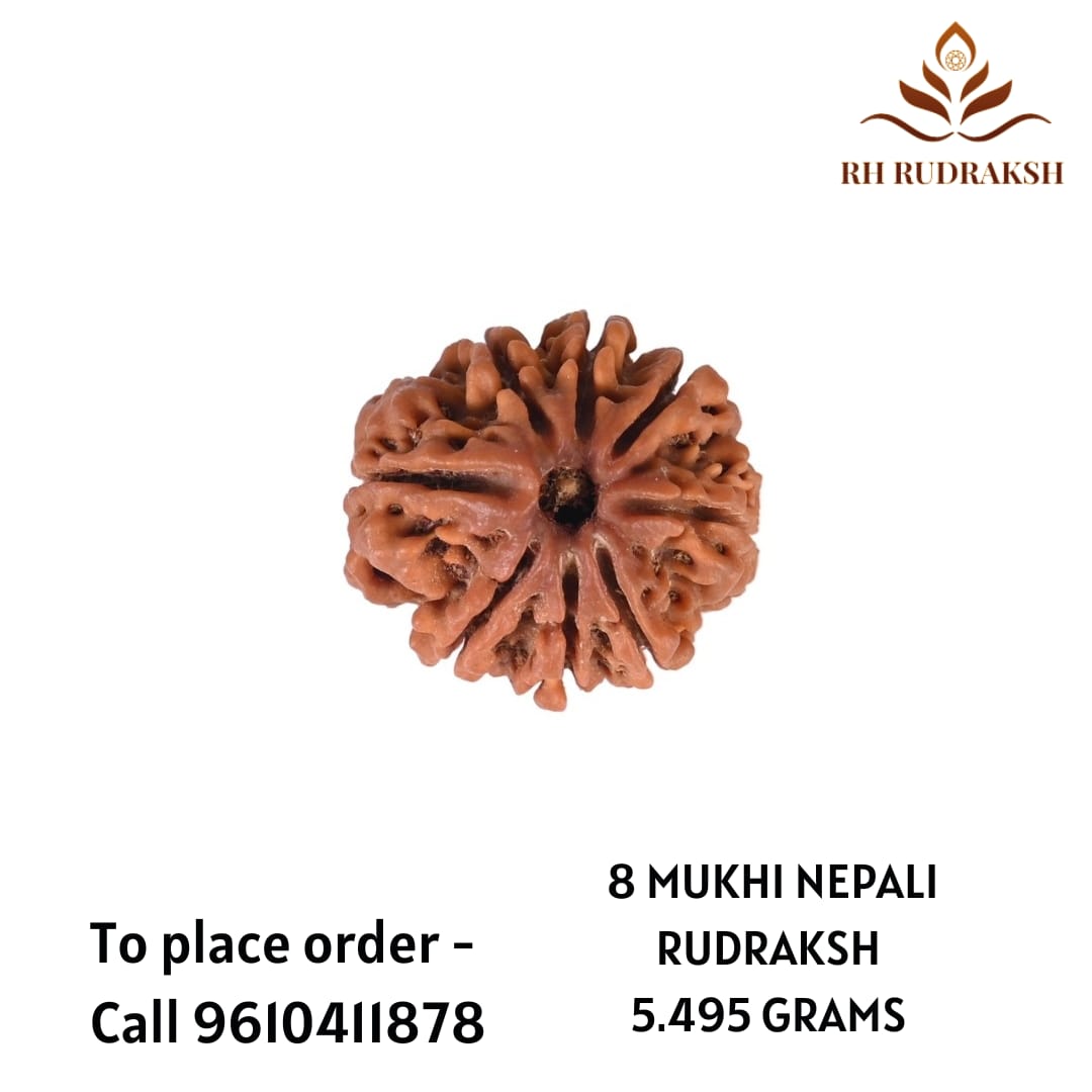 Natural 8 Mukhi Collector Rudraksh Nepali