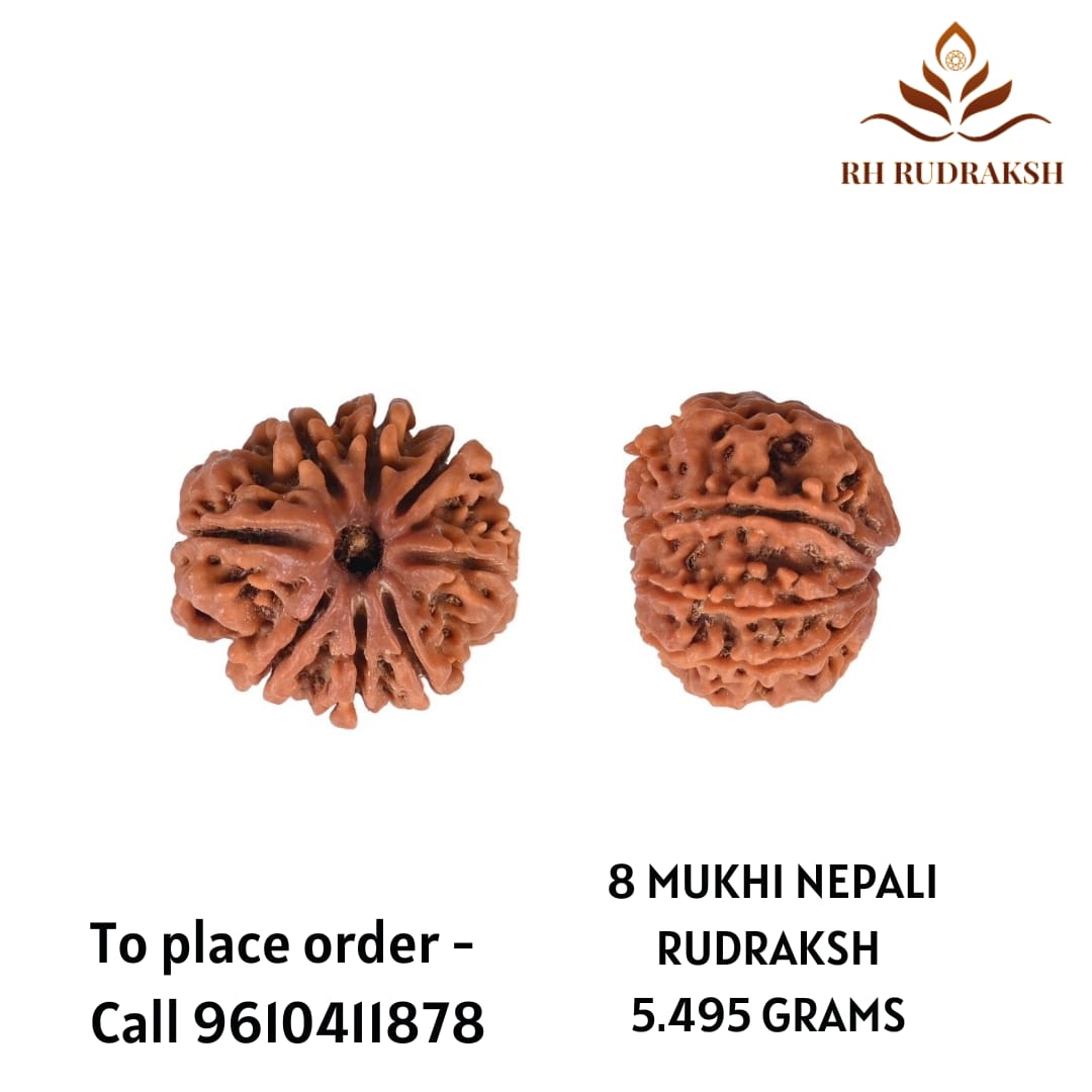 Natural 8 Mukhi Collector Rudraksh Nepali