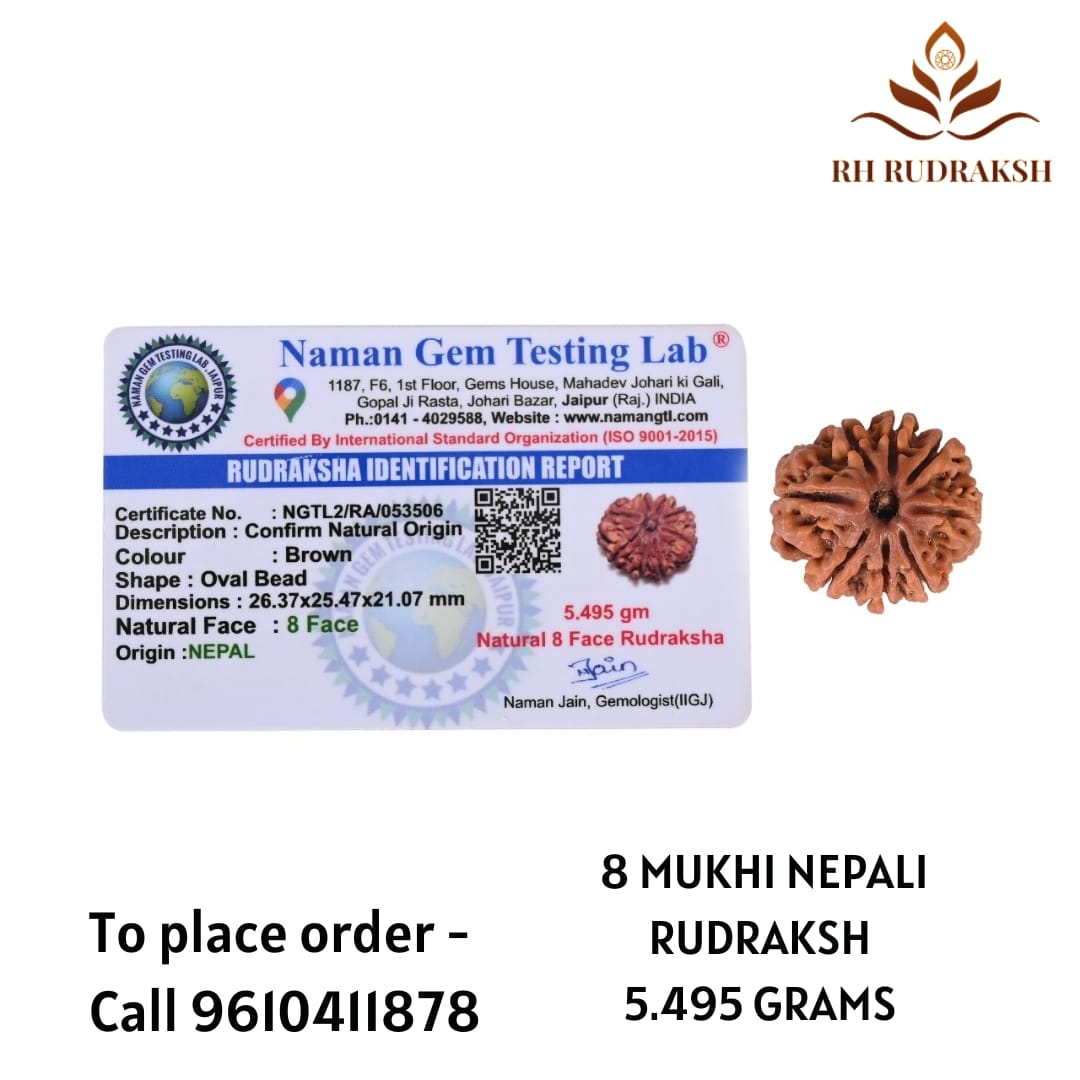 Natural 8 Mukhi Collector Rudraksh Nepali