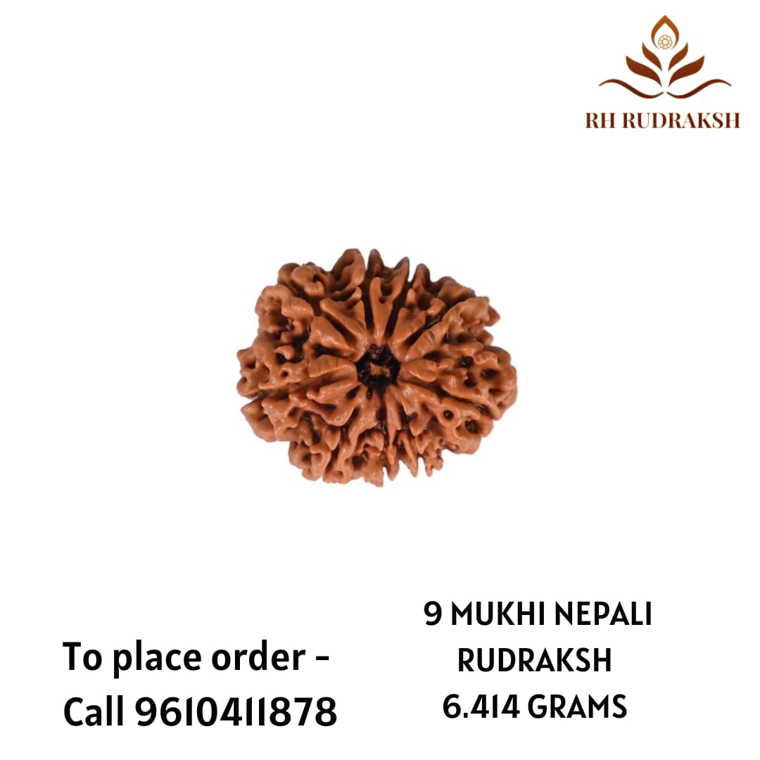 Natural 9 Mukhi Collector Rudraksh Nepali